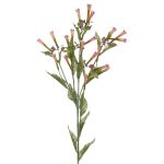 VARA CHILI BOOMING 70CM *SURTIDO