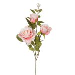 ROSA GRANDIFLORA X3 *SALMON