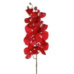 PHALENOPSIS AURA *ROJO