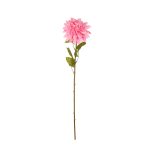 VARA ZINNIA