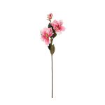 V.MAGNOLIA BUENA