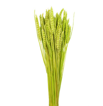 TRIGO FLO