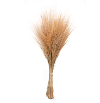 BARBA PRESS