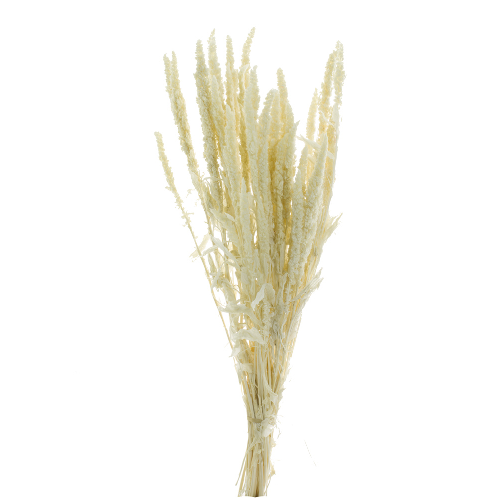 000.055-0.jpg AMARANTHUS PRES