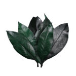 HOJA MAGNOLIA PRES