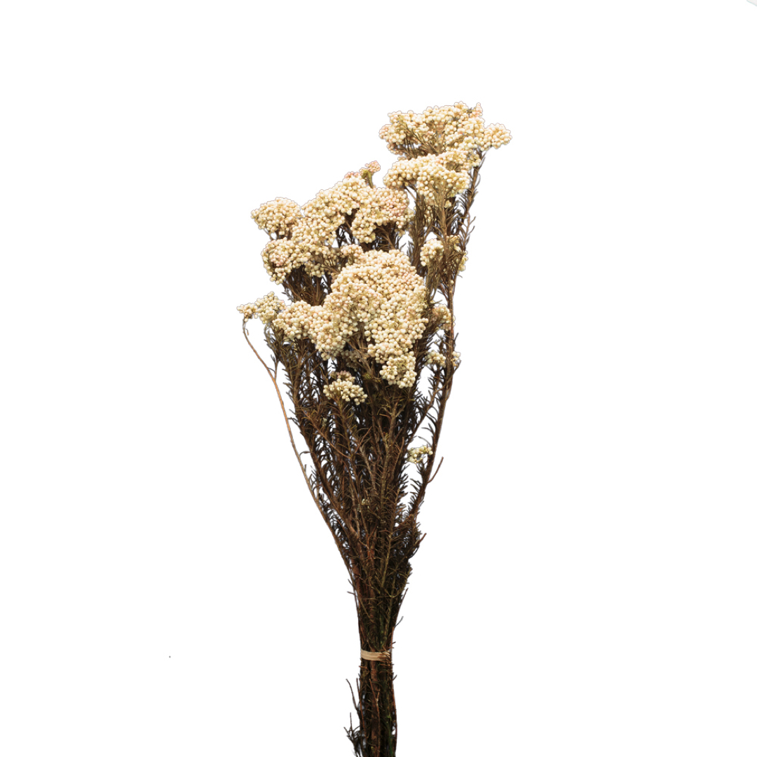 RICE FLOWER PRES