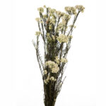RICE FLOWER PRES