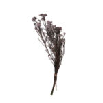 RICE FLOWER PRES