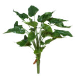 MATA ANTHURIUM