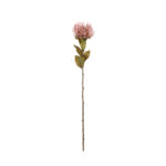 VARA PROTEA
