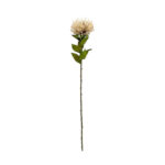 VARA PROTEA