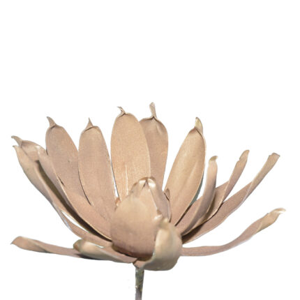 PROTEA *ORO