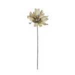 DALIA