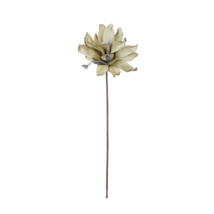 DALIA