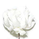 DALIA