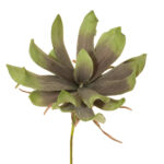 VARA PROTEA