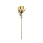 VARA PROTEA