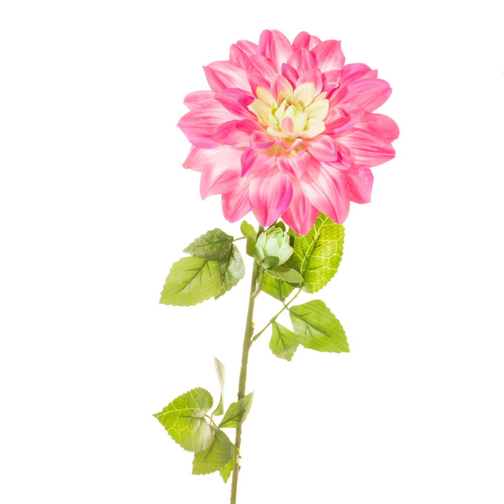 14504.jpg VARA DALIA