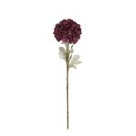 V.DALIA AFRICANA OTOÑAL