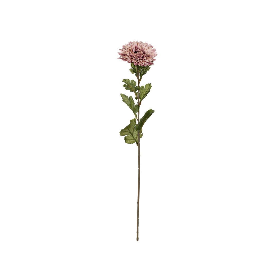 18018-17.jpg VARA ZINNIA OTOÑAL