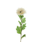 VARA ZINNIA OTOÑAL