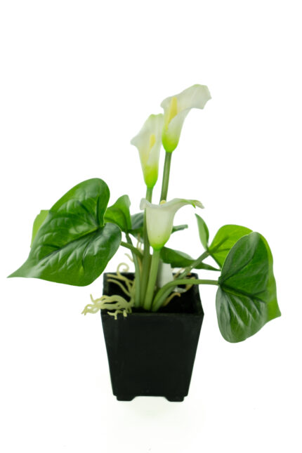 MACETITA CALAS *BLANCO