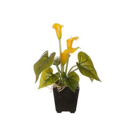 MACETITA CALAS *AMARILLO