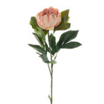 VARA PEONIA