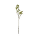 CORIANDRUM