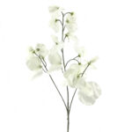 LATHYRUS ODORATUS ARVEJILLA