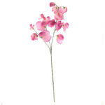 LATHYRUS ODORATUS ARVEJILLA