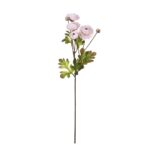 V.RANUNCULUS X4