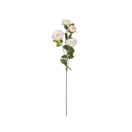 ROSA INGLESA X4 *FUXIA