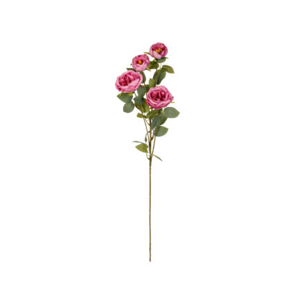 ROSA INGLESA X4 *FUXIA