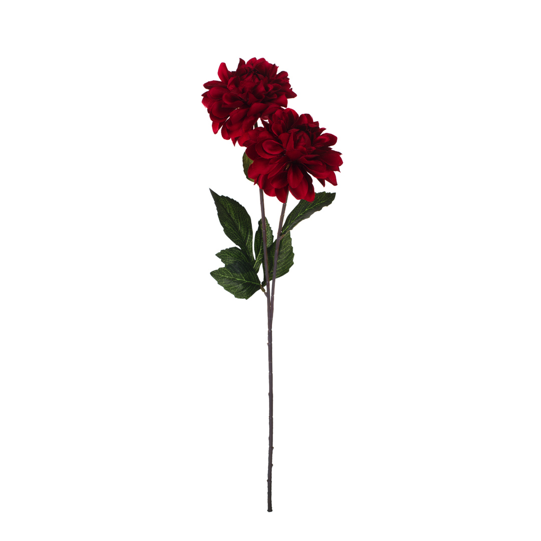 VARA ZINNIA X 2