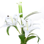 VARA LILIUM ST. *BLANCO
