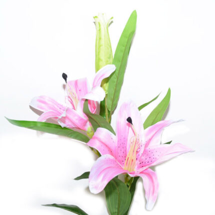 VARA LILIUM ST.*ROSA