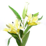 VARA LILIUM ST. *AMARILLO