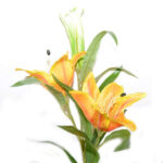 VARA LILIUM ST.*NARANJA