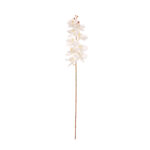 VARA ORQUIDEA OTOÑAL