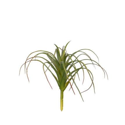 MATA TILLANDSIA PQÑ