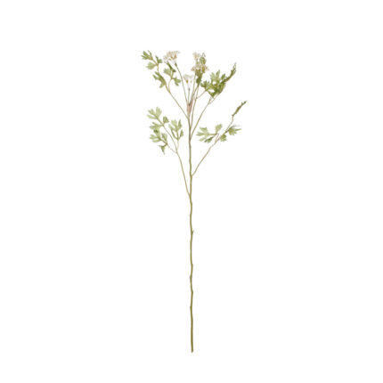 V.AROMATICAS CICLANTRO