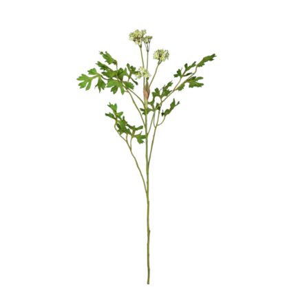 V.AROMATICAS CICLANTRO