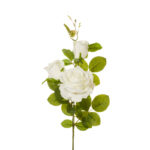 ROSA X3 AVALANCHE *CHAMPAM