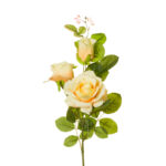 ROSA X3 AVALANCHE *CHAMPAM