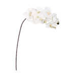 VARA ORQUIDEA OTOÑAL