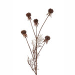VARA ECHINOPS
