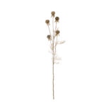 VARA ECHINOPS