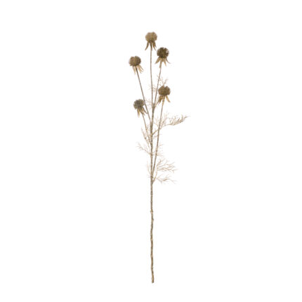 VARA ECHINOPS