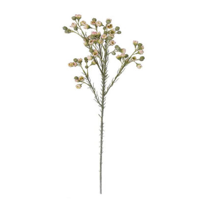 MYRTACEA CHAMELAUCIUM